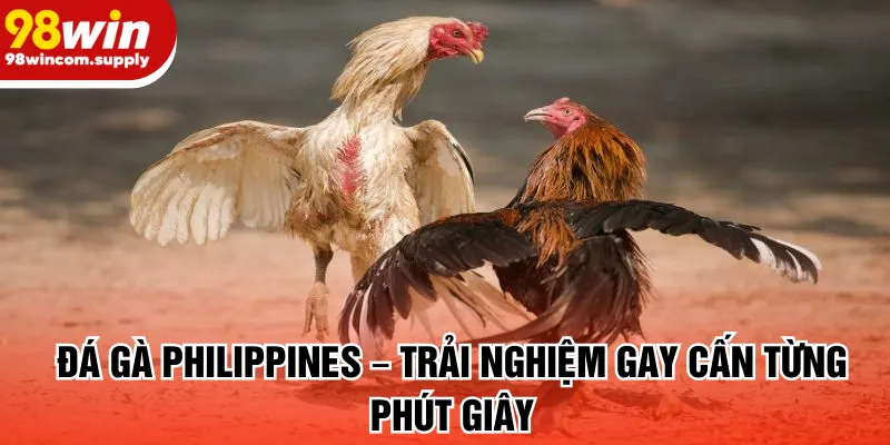 đá gà philippines