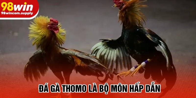 Đá gà Thomo là bộ môn hấp dẫn