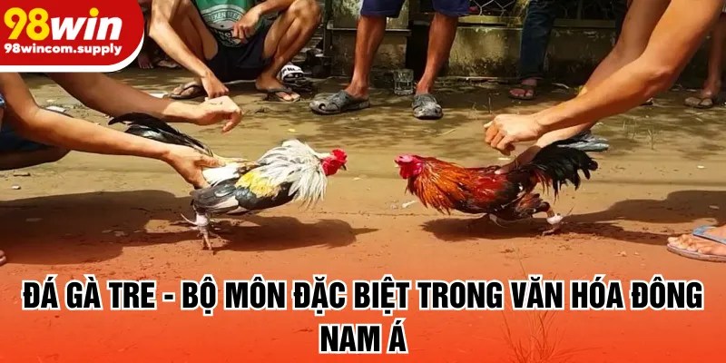 Đá gà tre - Bộ môn đặc biệt trong văn hóa Đông Nam Á