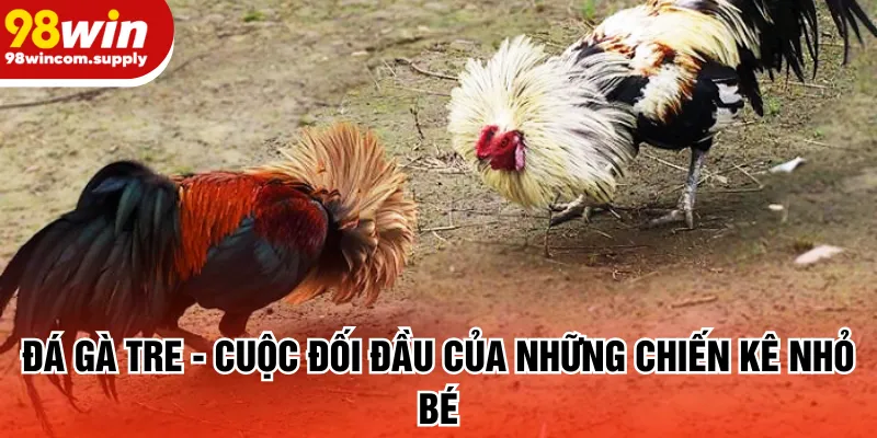 đá gà tre