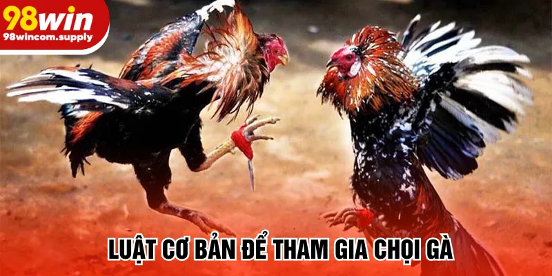 Luật cơ bản để tham gia chọi gà