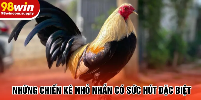 Những chiến kê nhỏ nhắn có sức hút đặc biệt