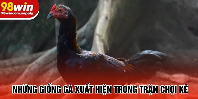 Những giống gà xuất hiện trong trận chọi kê