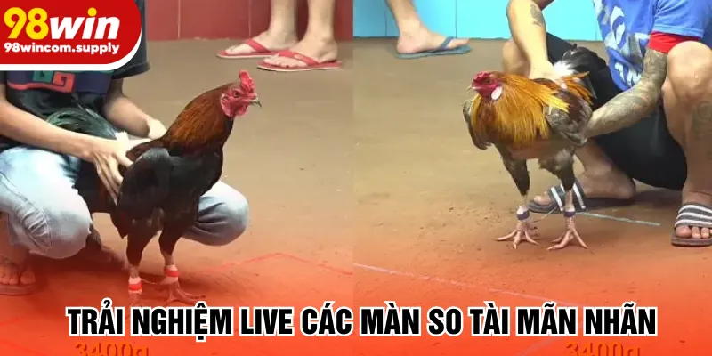 Trải nghiệm live các màn so tài mãn nhãn